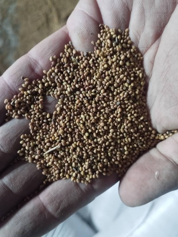 شبدر برسیم پابلند گاوی ده کیلویی شهید رجایی در ارسال هر کدوم موجود باشد ارسال میشود میباشدکیسه پنجاه کیلویی شهید بهشتی